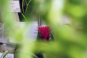 galerie_blumen_gundlach_ueber_uns_b20.jpg