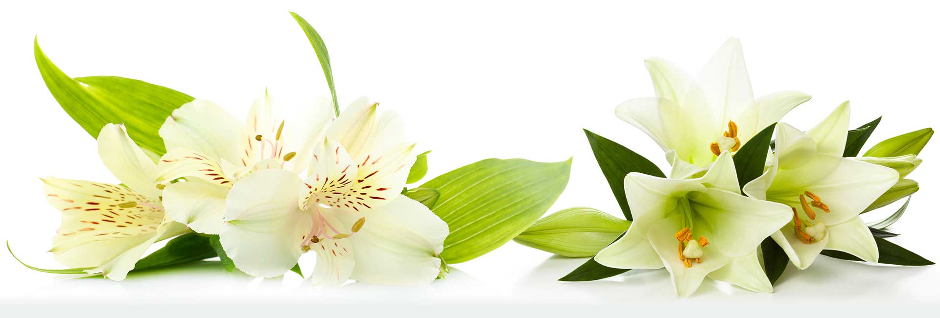 Blumen Gundlach Braunschweig - Sliderbild 01