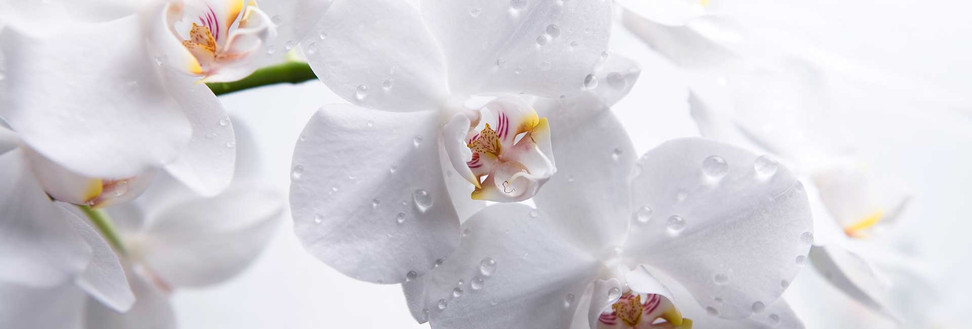 Blumen Gundlach Braunschweig - Sliderbild 04